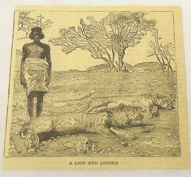 1884 magazine engraving ~ LION & LIONESS ~ Sudan