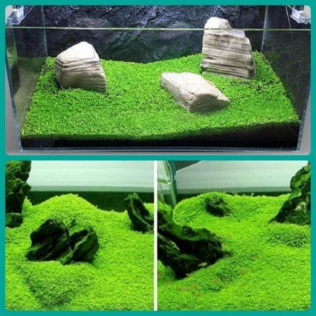 Aquarium Plant Seed Fish Tank Aquatic Water Grass Carpet Foreground Easy Plants*