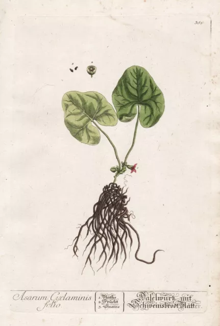 Asarum Haselwurz Hazelwort Hierbas Botany Blackwell Kräuterbuch Grabado