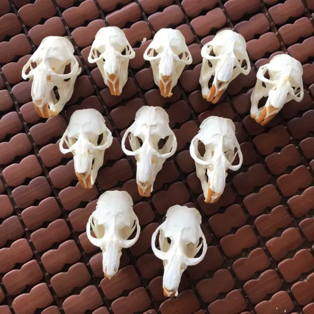 10 pcs animal skull real muskrat skull collection specimen crafts about 8x4cm