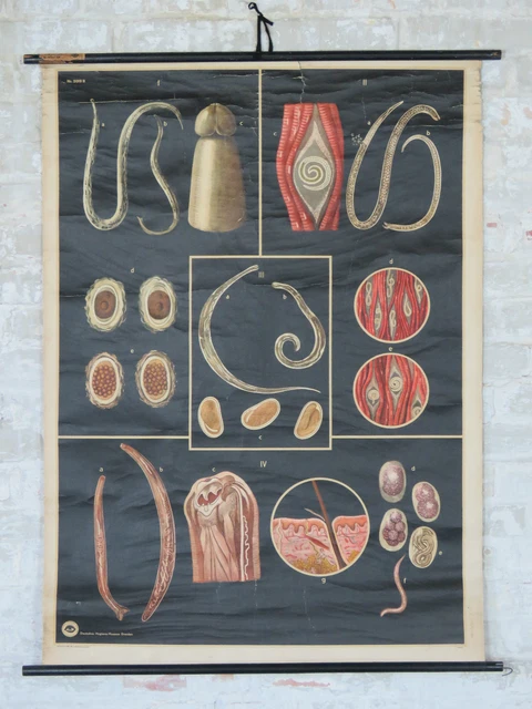 ORIGINAL OLD VINTAGE Retro Pull Down Wall Chart Darm School Map 60s 70s ...
