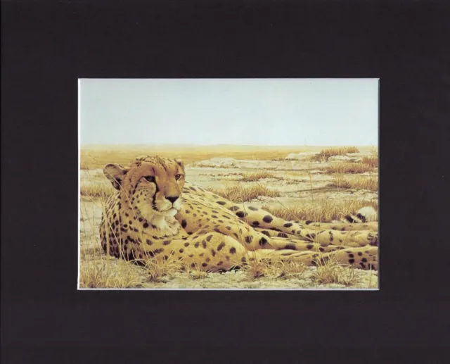 8X10" Matted Print Painting Art Picture, Robert Bateman: Cheetah, 1975