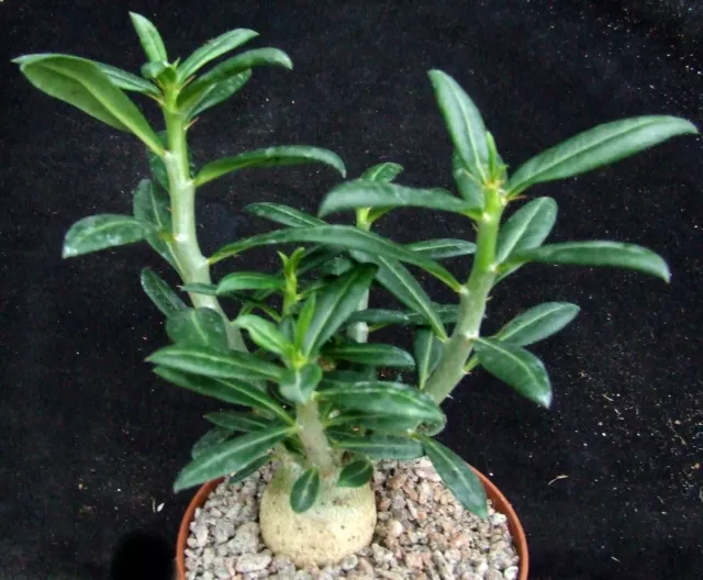 Pachypodium Bispinosum 15cm tall 3.5cm caudex collectors succulent / cactus