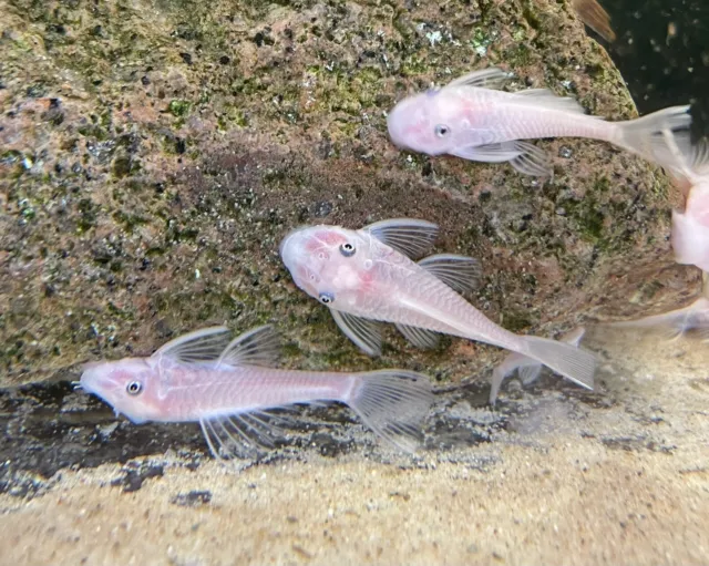 X3 Ancistrus Bristlenose Pleco Snow White Tropical Fish 4-5cm