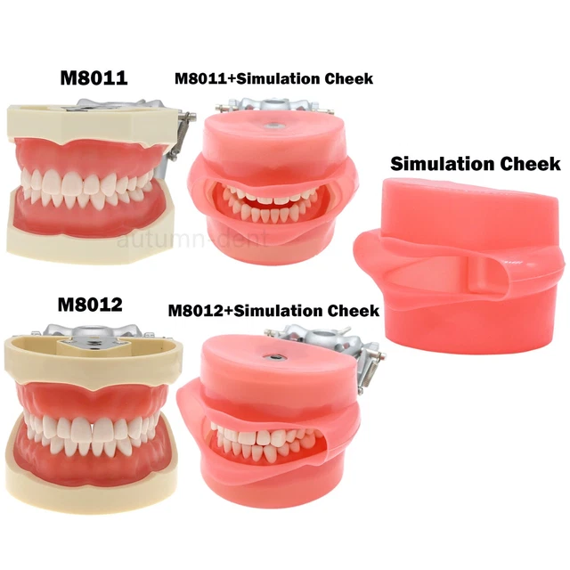 US Dental Typodont Tooth Practise Model Kilgore NISSIN 200/500 Type Removable