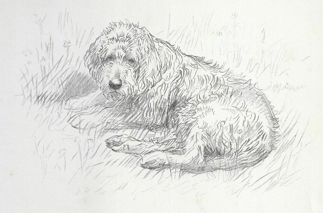 Otterhound "Frown" - Vintage Dog Art Print - 1938 KF Barker DD