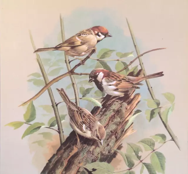 Basil Ede House Sparrow Birds Vintage Art Print Book Plate 10