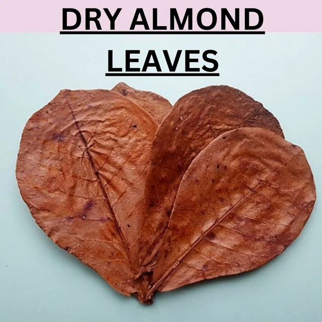 Dry ALMOND LEAVES Fish Aquarium Care Catappa Indian Ketapang Leaf Shrimp Betta