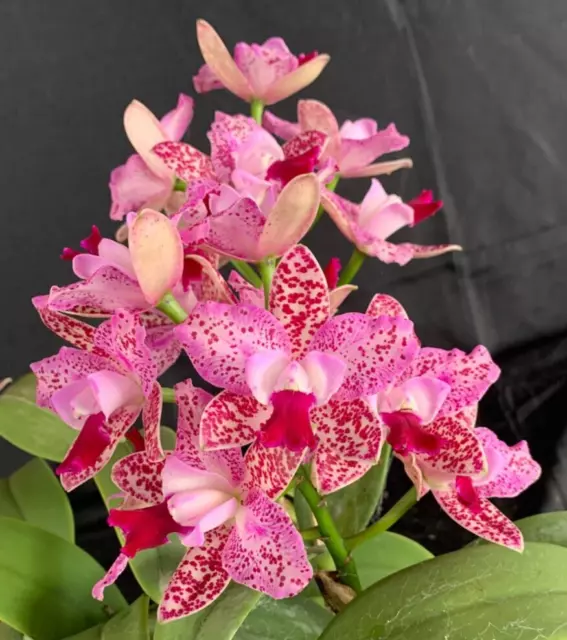 RON Cattleya Orchid Special Quality Div C. Monte Python (B824)