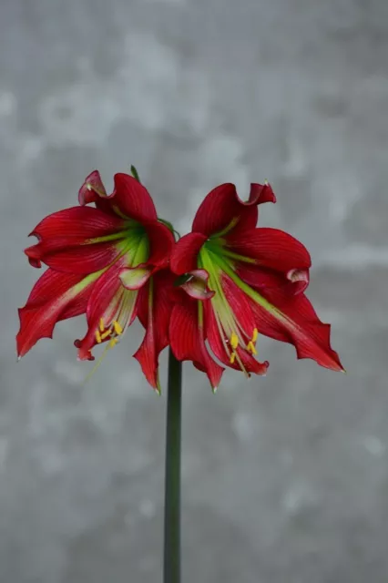 Hippeastrum 'Machupijchense hybrid. ' - 1 bulb about 2,4 cm. Offset