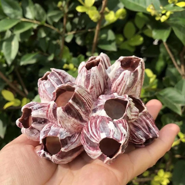 Natural Barnacle Coral Fish Tank Aquarium Pond Decor Shrimp Shelter Home Supply