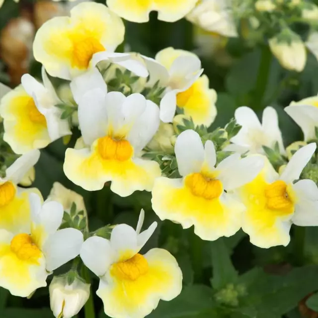 Nemesia Aroma 'Banana Split' Basket / Border / Garden Plug Plants Pack x6