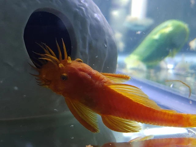 NEOAQUATICS Adult Male Super Red Pleco 3"+ Bushynose / Bristlenose