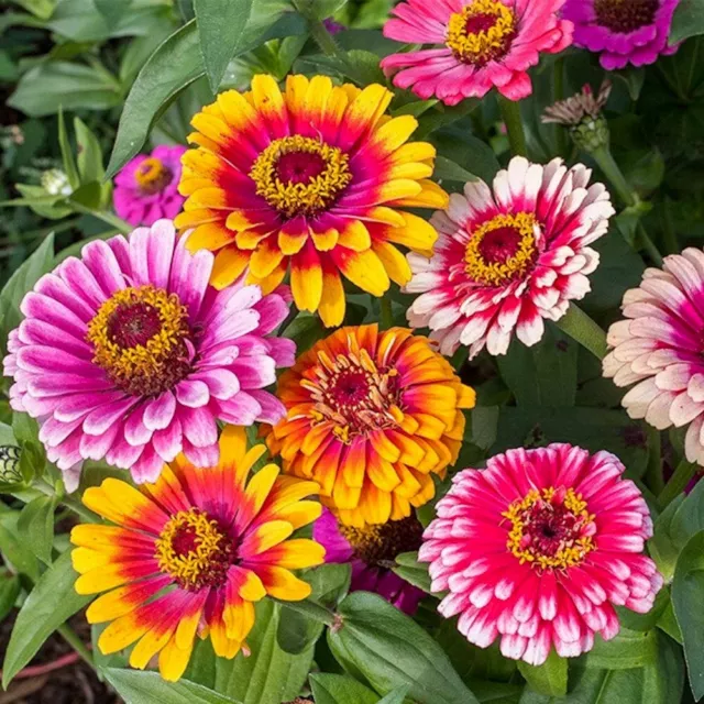 Zinnie 'WHIRLIGIG MIX' 100+ Samen ZINNIA ELEGANS Bienenweide SCHNITTBLUME