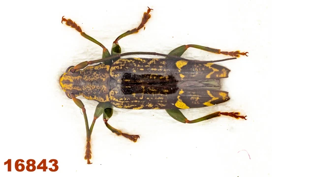Cerambycidae: Tmesisternus sp.   A2, 11 mm , 1 pc