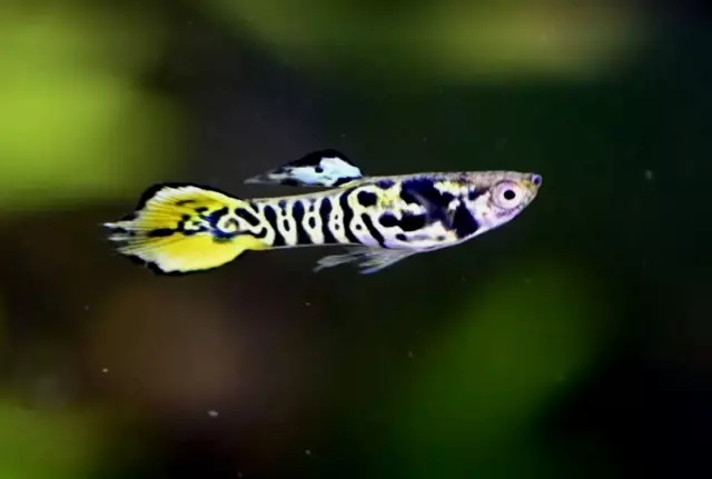 Yellow Tiger Endler 3 Pairs - (2 Pair+ 1 Free Pair (3M/3F total)