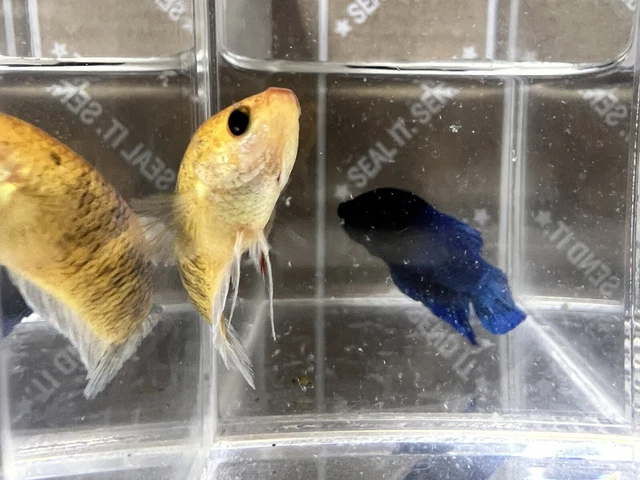 Fighter Betta Female  Champion Blood Line Vip ⭐️⭐️⭐️⭐️⭐️