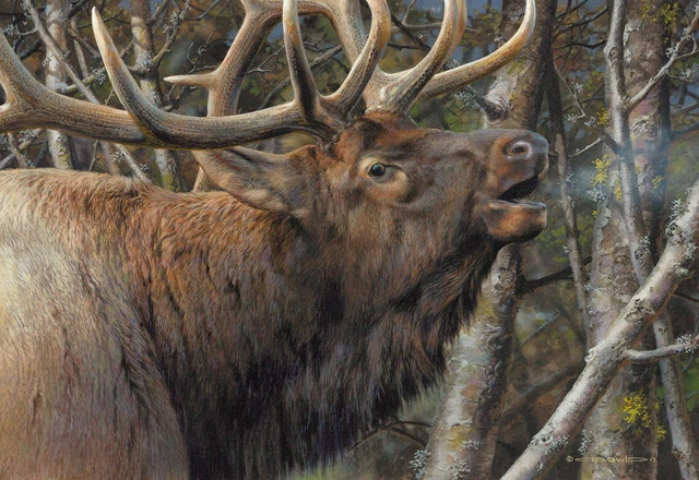 Carl Brenders Mating Call - Bull Elk Giclee on Paper