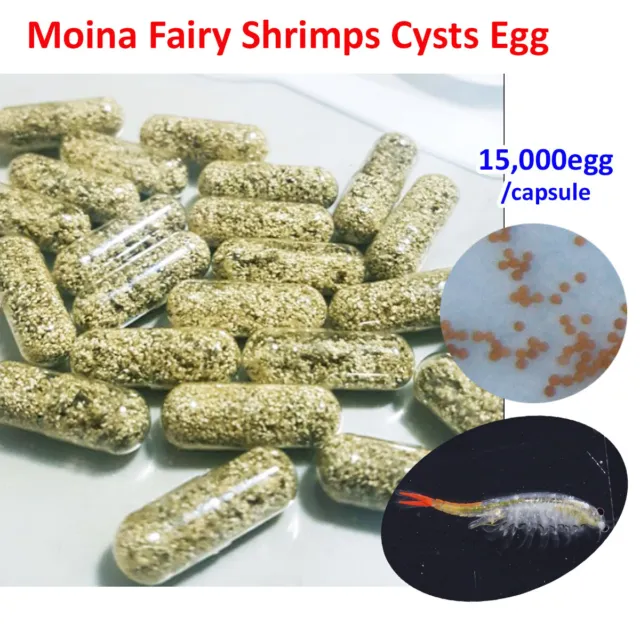 Fairy Shrimps Cysts Eggs Betta Guppy Discus Tropical Fish Fresh Water hi