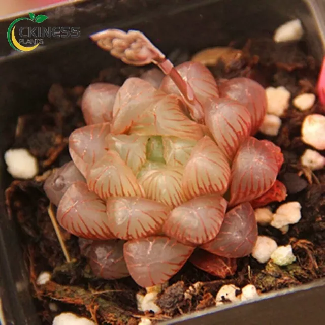 4CM Succulent Live Plant Haworthia Cooperi Baker Red Obtusa Hybrid Home Garden