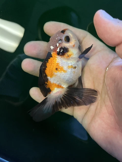 Tri Oranda Thai HQ