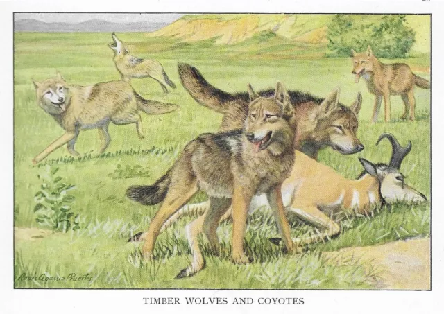 Coyote / Timber Wolf - CUSTOM MATTED - 1927 Color Dog Art Print