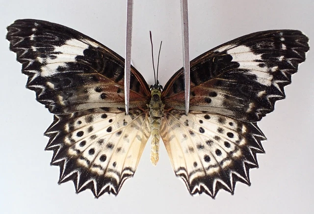 N19105. Unmounted butterflies: Nymphalidae sp. Vietnam. Nghe An