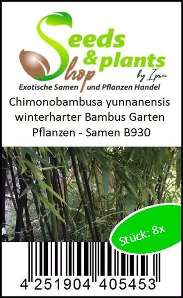 8x Chimonobambusa yunnanensis winterharter Bambus Garten Pflanzen - Samen B930 3