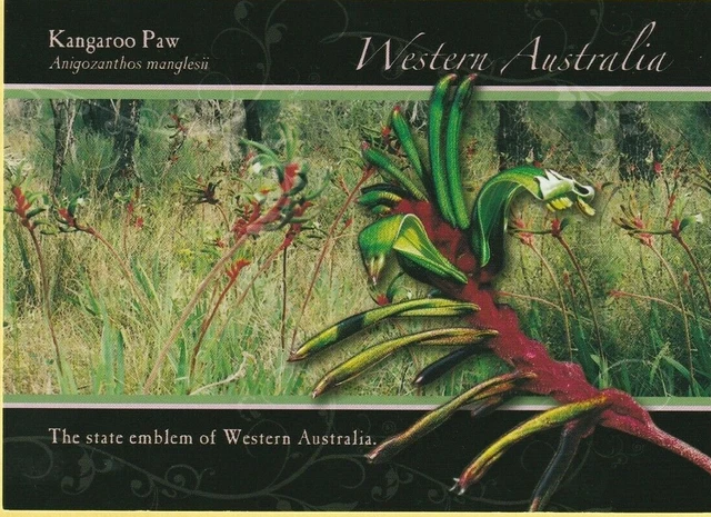 Kangaroo Paw - The State Emblem Of Western Australia - Postcard