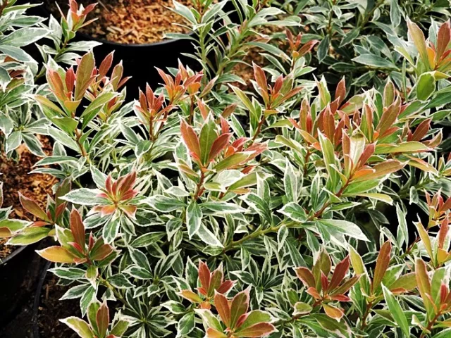 Japanische Lavendelheide little Heath (Pieris japonica) Topfware 15-20 cm 5 Stck 3