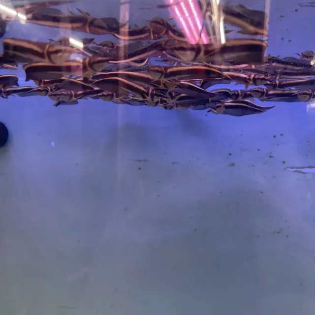 Black / Blue Arowana (Osteoglossum ferreirai) tropical live fish small