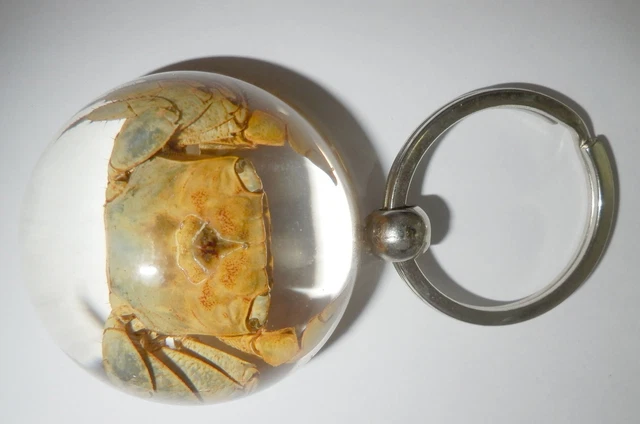 47 mm Dome Shape Acrylic Key Ring Chinese River Crab Specimen Clear