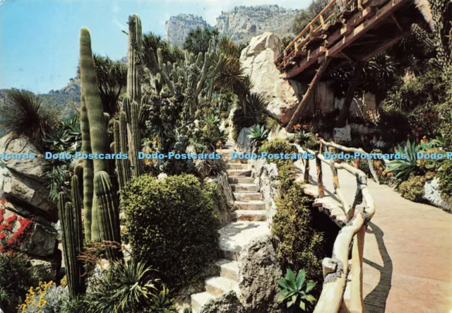 D191070 Principaute de Monaco. Le Jardin Exotique. Groupe de Cactees Arborescent