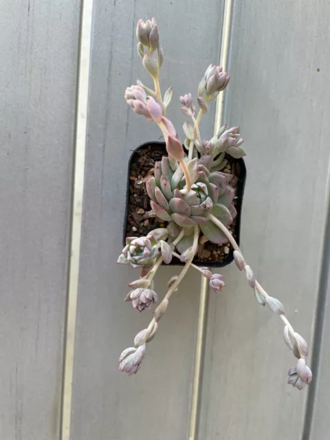 Echeveria Prolifica beautiful clustering Live Succulent 70mm Pot