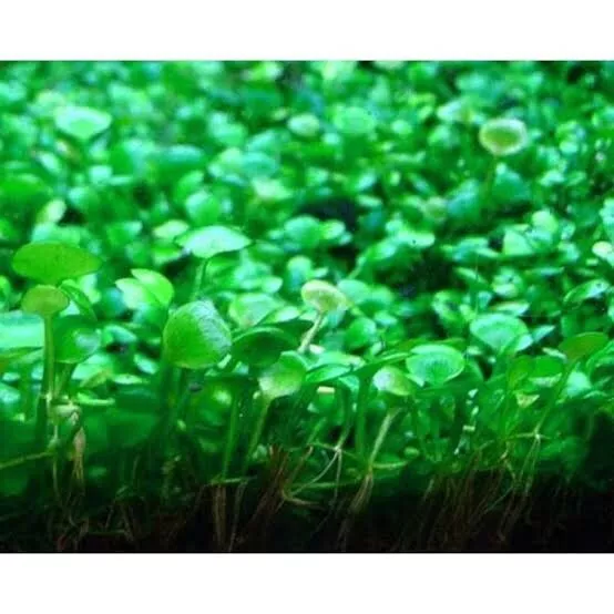 Marsilea Hirsuta Live Aquarium Plants For Fish Tank / Pond / Shrimp Tank carpet