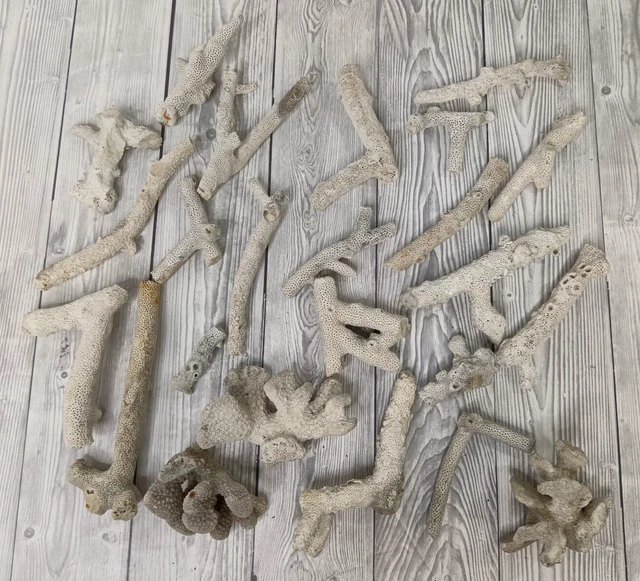 Natural Fossil Coral Pieces Vintage Job Lot Bundle For Fish Tanks Crafts 1.9kg