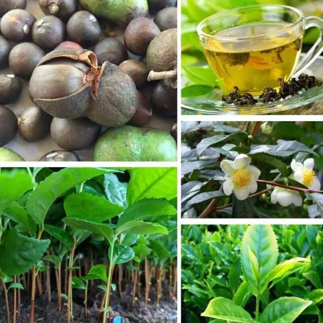 Camellia sinensis Semillas de plantas de té 25+ Ceilán Orgánico 100% Hierba...