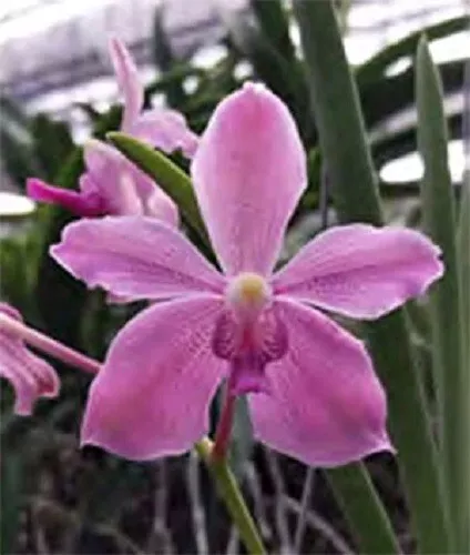 Orchid Orchidee Paraphalaenopsis laycokii x Vanda Chulee (no.51)