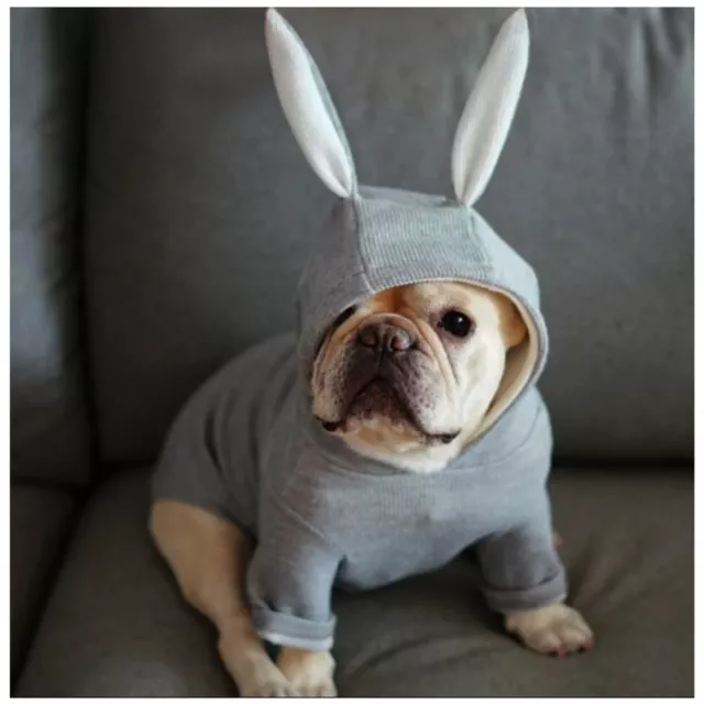 Grey Dog Hoodie For Small Dogs and Cats With Rabbit Ears / Small Dog Sweater