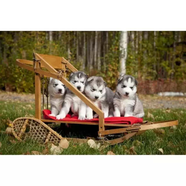 Pure-Bred Siberian Husky Puppies In Small Wooden Dog Sled  Alaska Poster Print