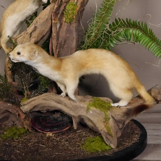 Hermeline Familia Preparado En Raíz Longitud 43CM Comadreja para Animales 3