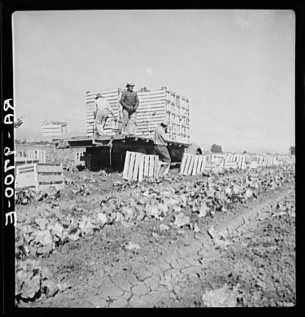 Salinas,Monterey County,California,CA,Farm Security Administration,1936,FSA