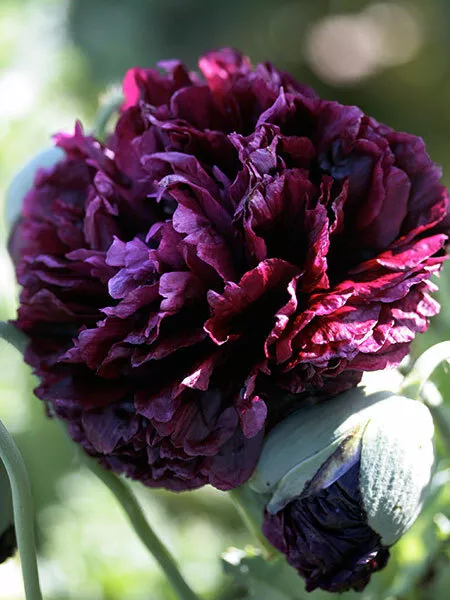 ORGANIC Poppy Peony Double Black 10 seeds - Feng Shui King of Flowers