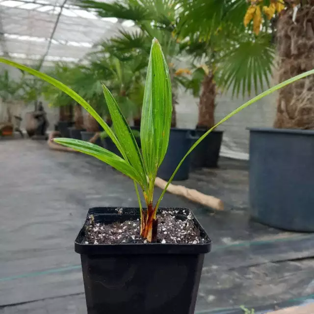Trachycarpus fortunei, total 30-40 cm, olla P9