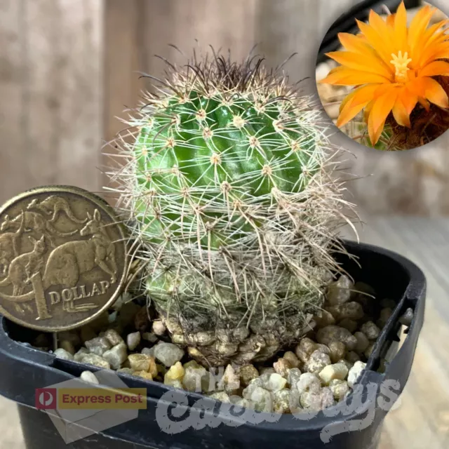 Nice Parodia maassii, Seed-Grown [shown in 68mm pot] Rare Cactus Succulent