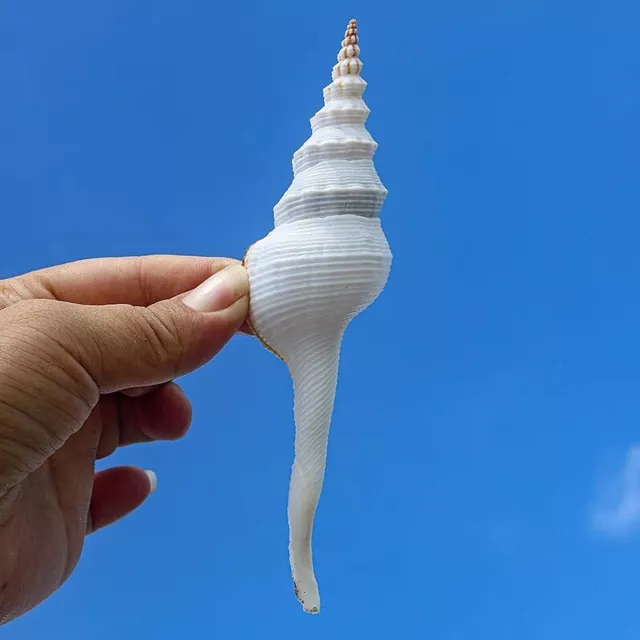 1X White Natural Spiral Sea Snail Conch Shell Fish Tank Aquarium Decorative Prop