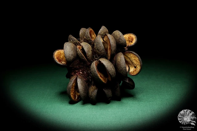 Banksia speciosa Australia árboles de plata recientes frutos secos frutos secos