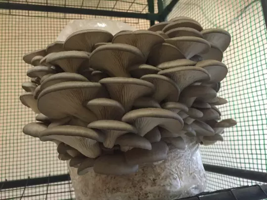 Mycelium de Pleurotes Grises (Pleurotus ostreatus) Oyster mushroom