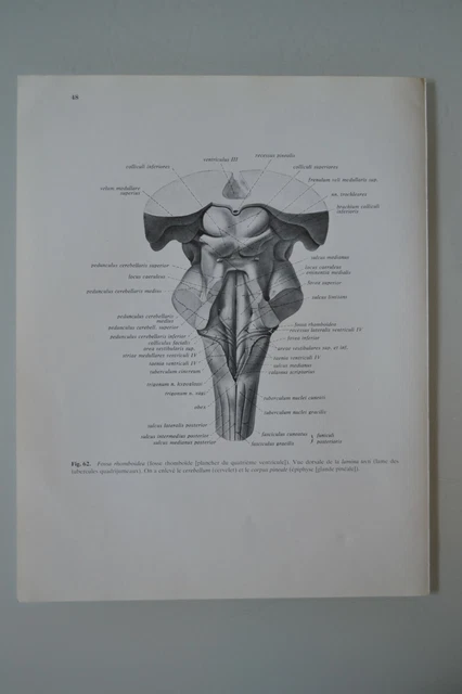 Lithographie Scolaire A. Richard - Planche Anatomique Du Cerveau, Médecine Vintage