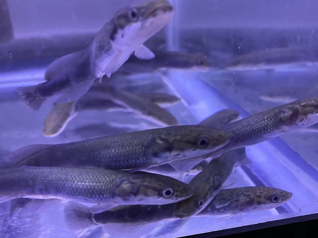 LIVE TROPICAL Fish~arapaima gigas pirarucu 4.25-5 Inches juv